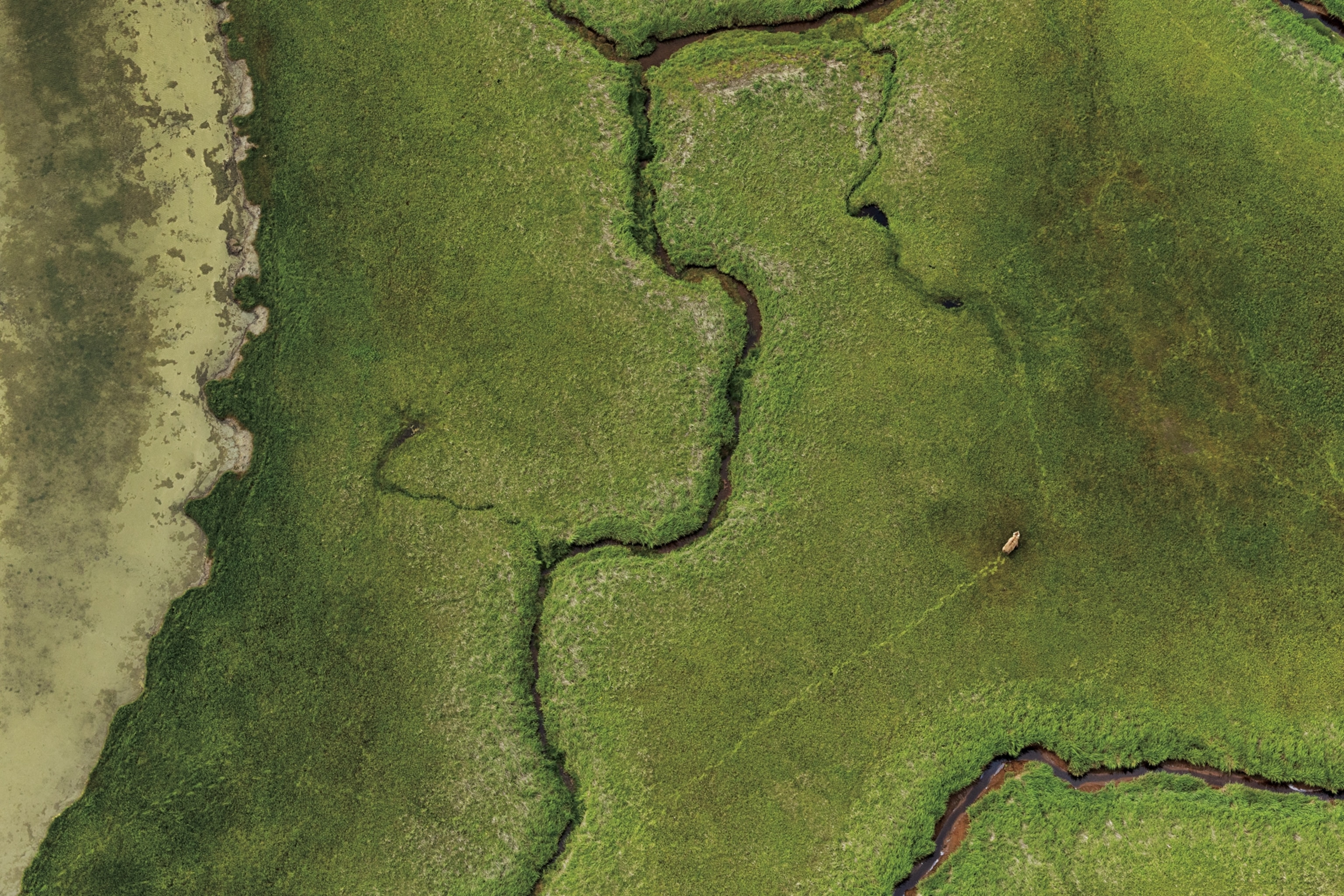 From the air, the green sedge of the Katmai coast appears etched with brown bear trails, illuminating a web of passages that have been followed for generations.