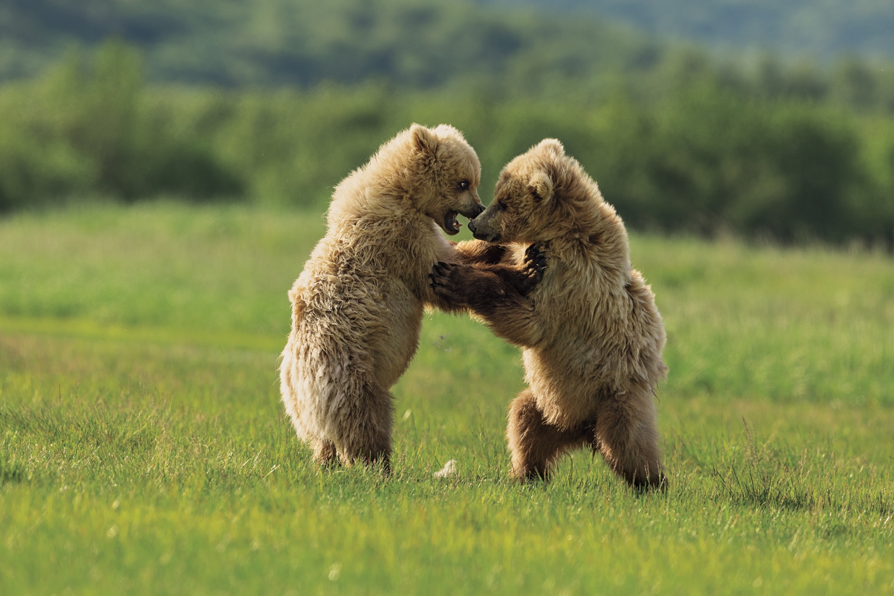 Cubs tussle playfully in a meadow in Hallo Bay. Adult brown bears rarely fight if they can help it, preferring to manage most conflicts by displays of body language.