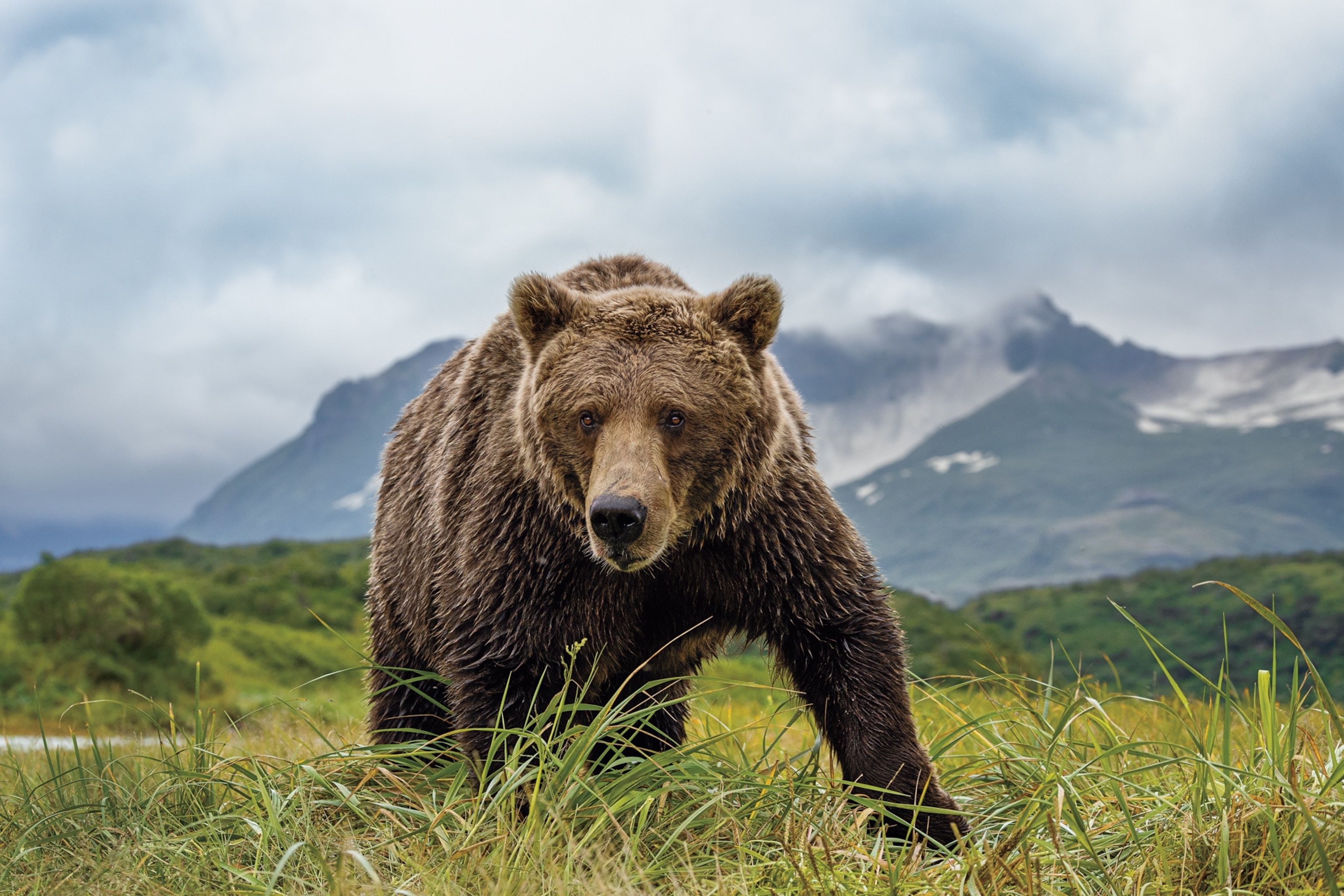 A close up of a brown bear