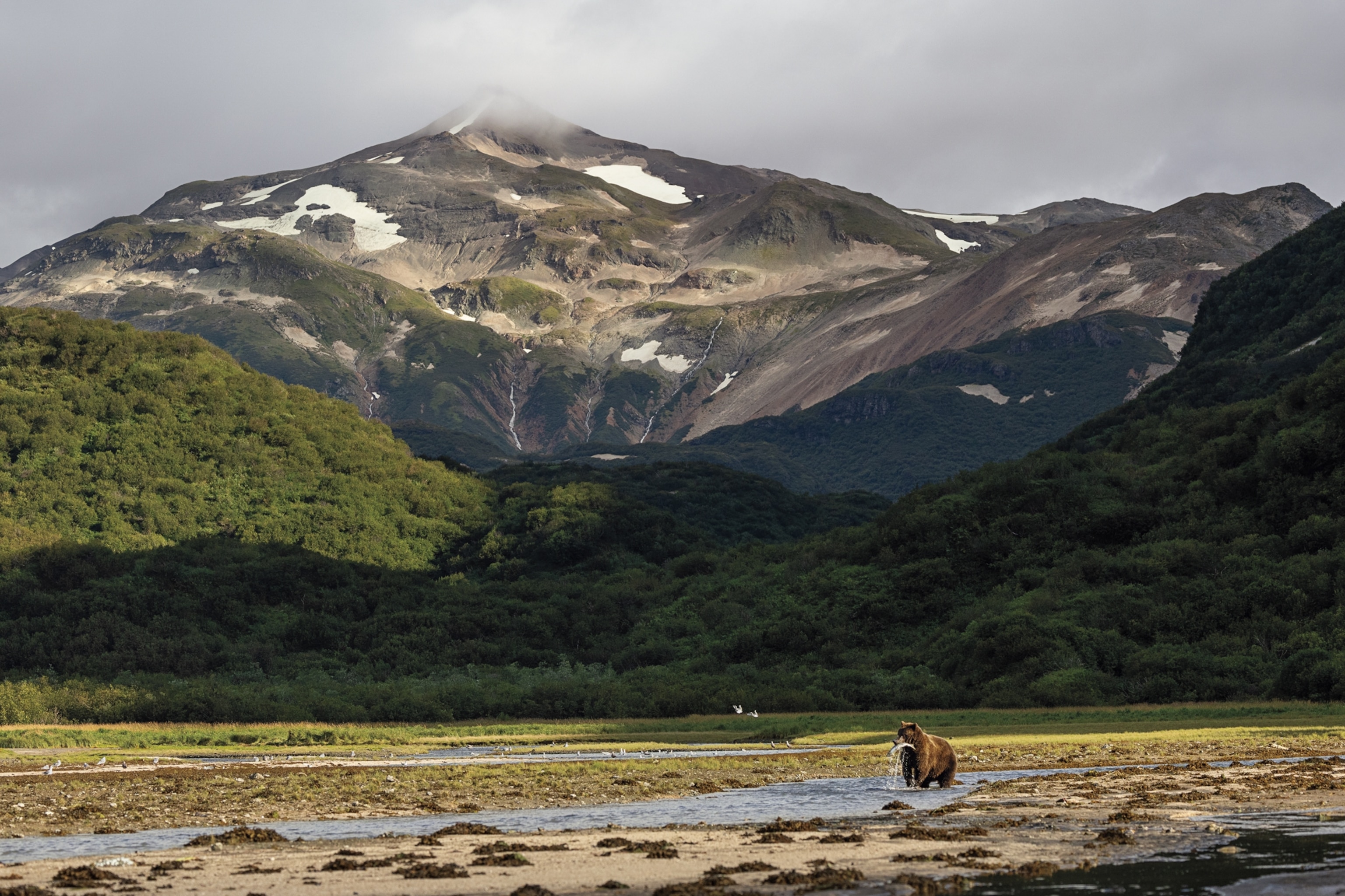 Brown bears gather each fall along the tidal flats and creeks near Geographic Harbor to fish for salmon, creating a perfect spectacle for visitors.