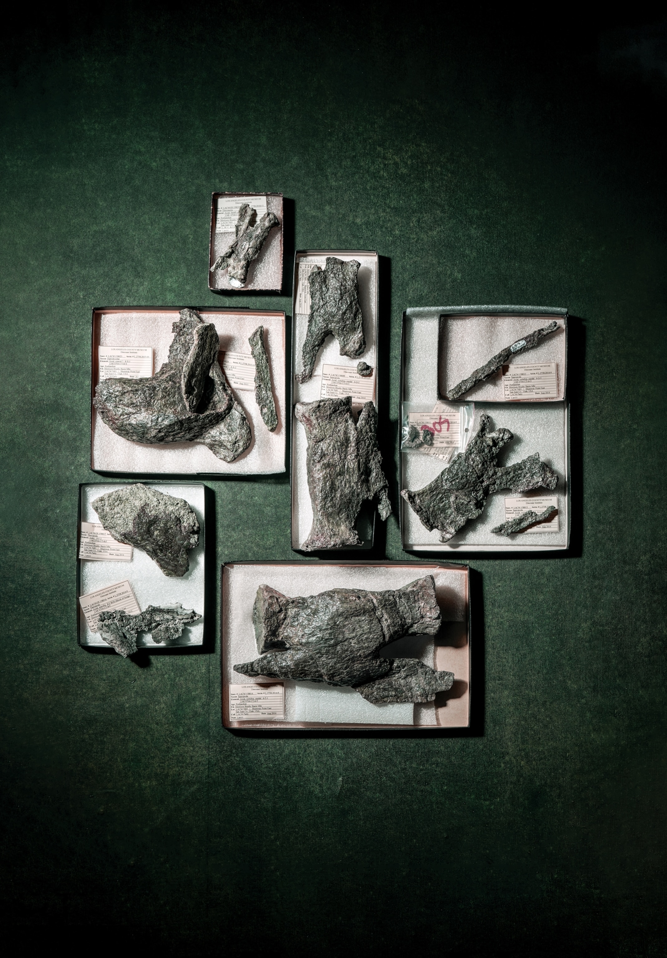 Various dinosaur bone fossils are displayed in shallow boxes along with their identification labels upon a textured, deep green surface.