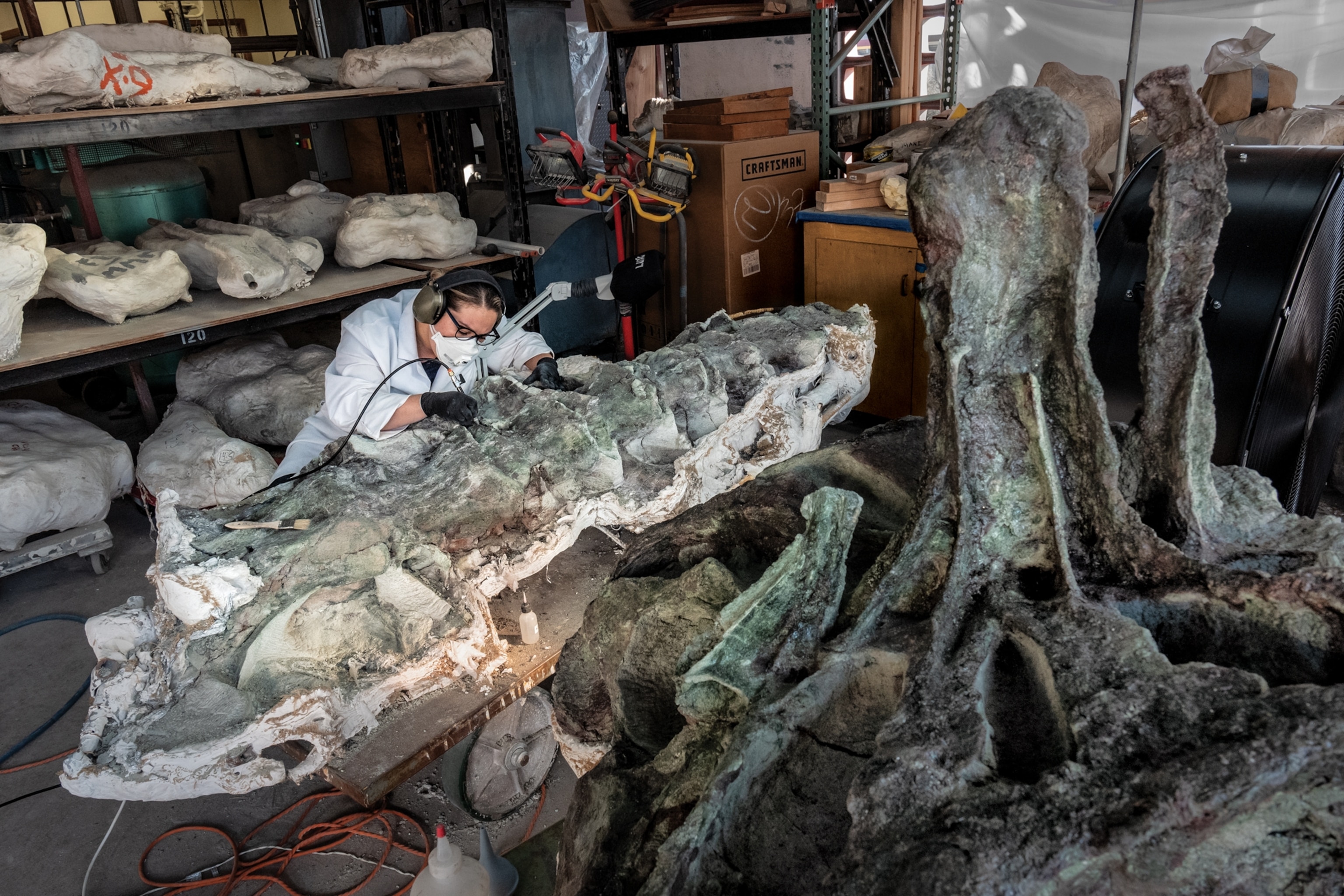 At the museum’s lab in L.A., preparators cut open the jackets and spent years removing the concrete-hard matrix. Here, preparator Erika Durazo reveals the details in a section of the dinosaur’s spine.