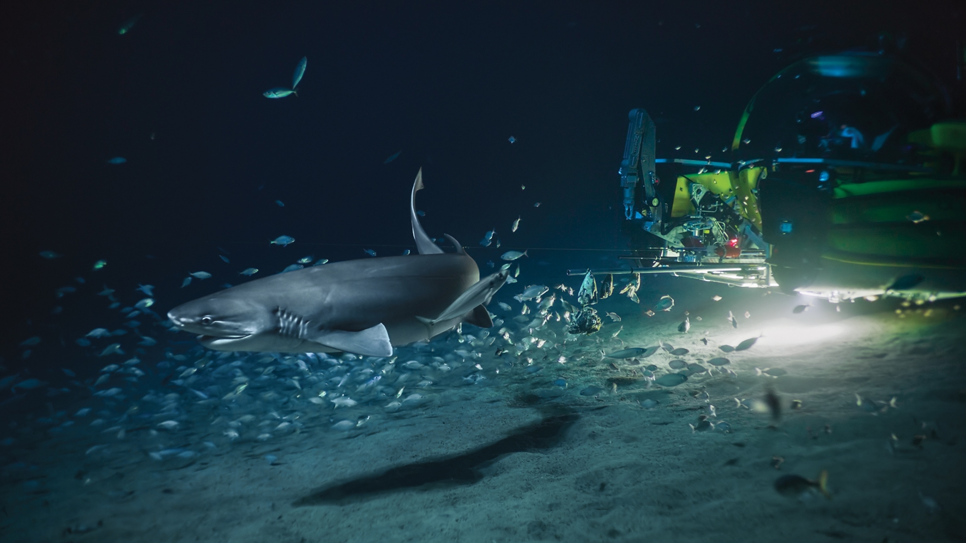 A sixgill shark has six slit gills in order to filter water and live a majority of sharks have five