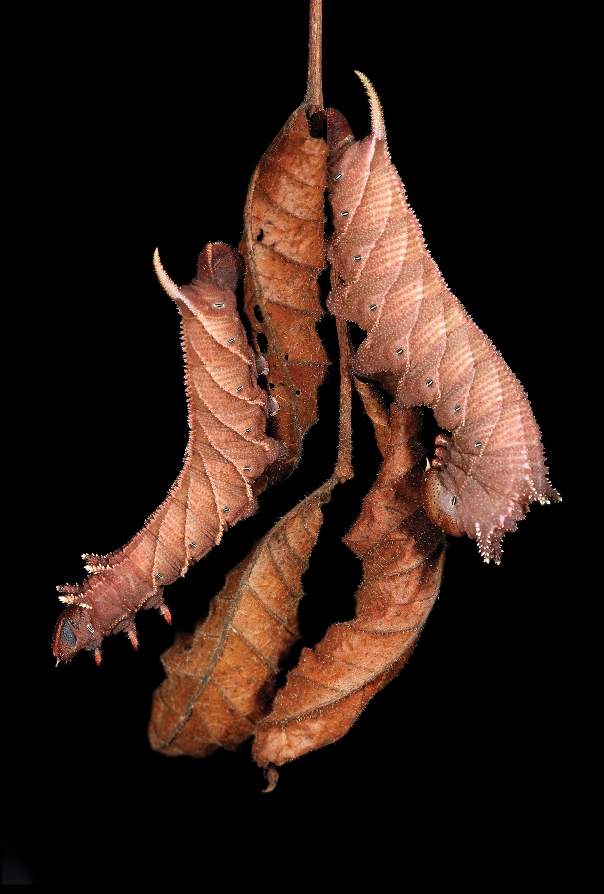 Two brown caterpillars almost undetectable on brown scorched leaves.