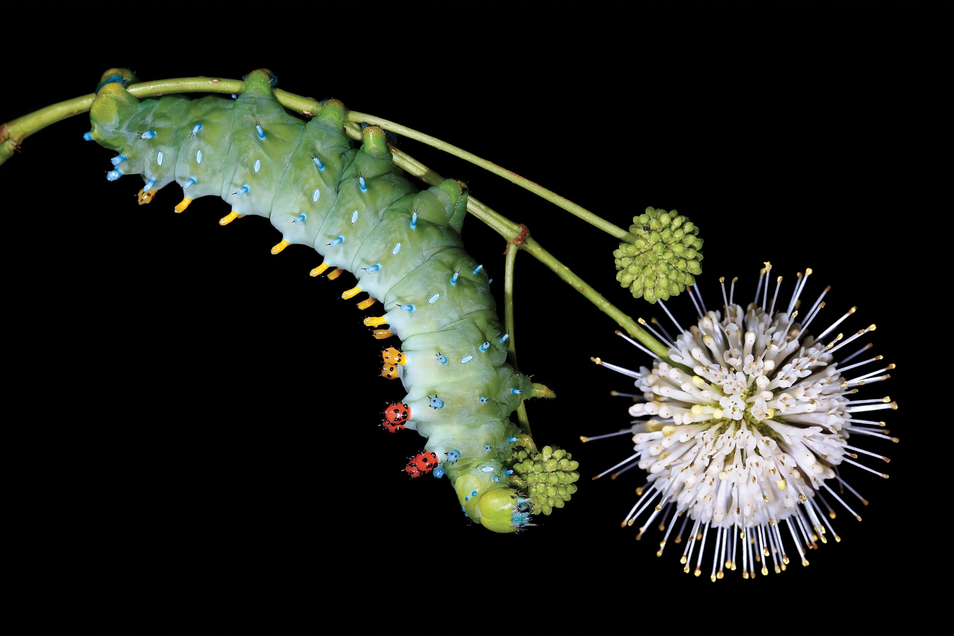 Green caterpillar hanging on white flower stem.