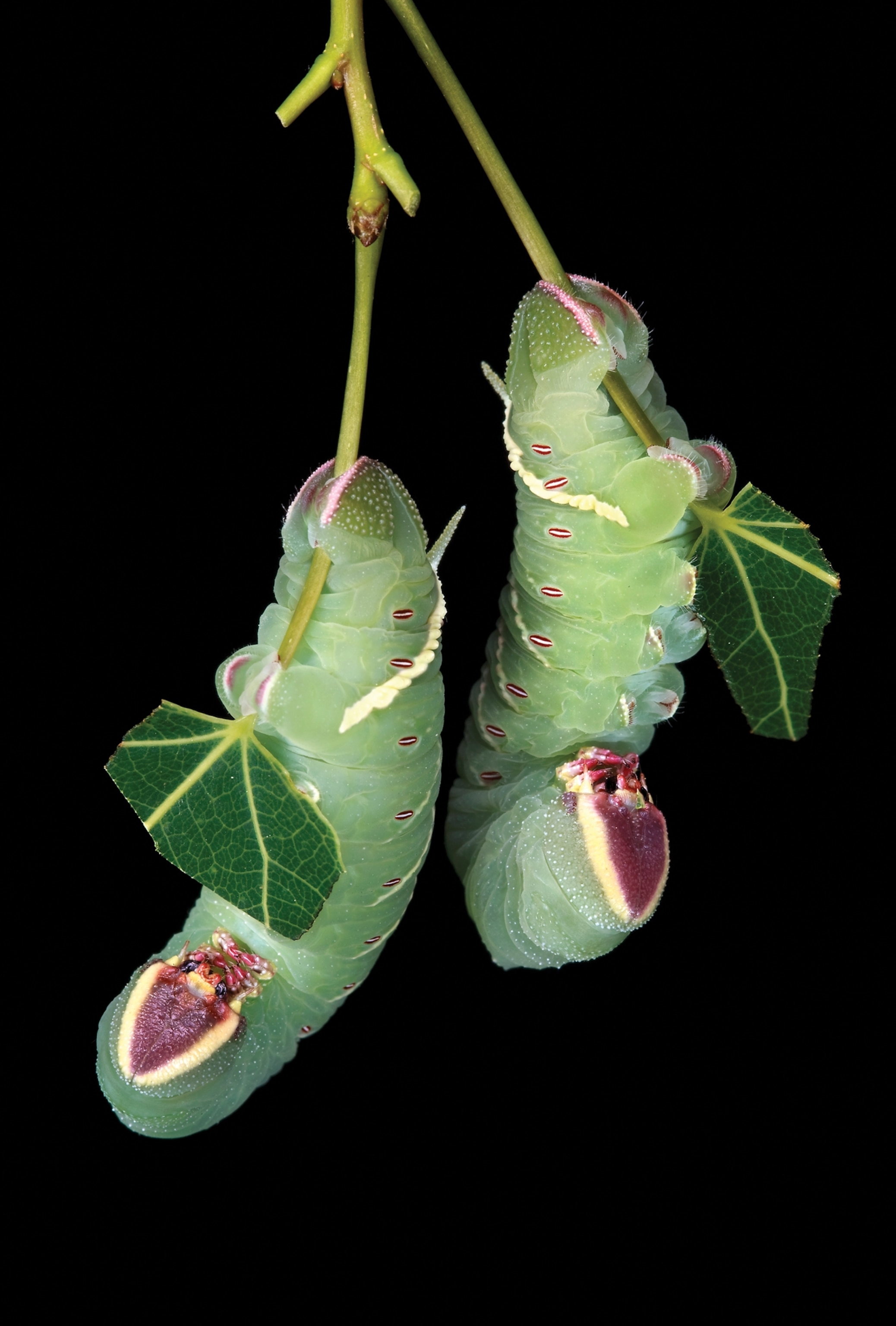 Two green caterpillars hanging from remaining stem of the eaten leaf.