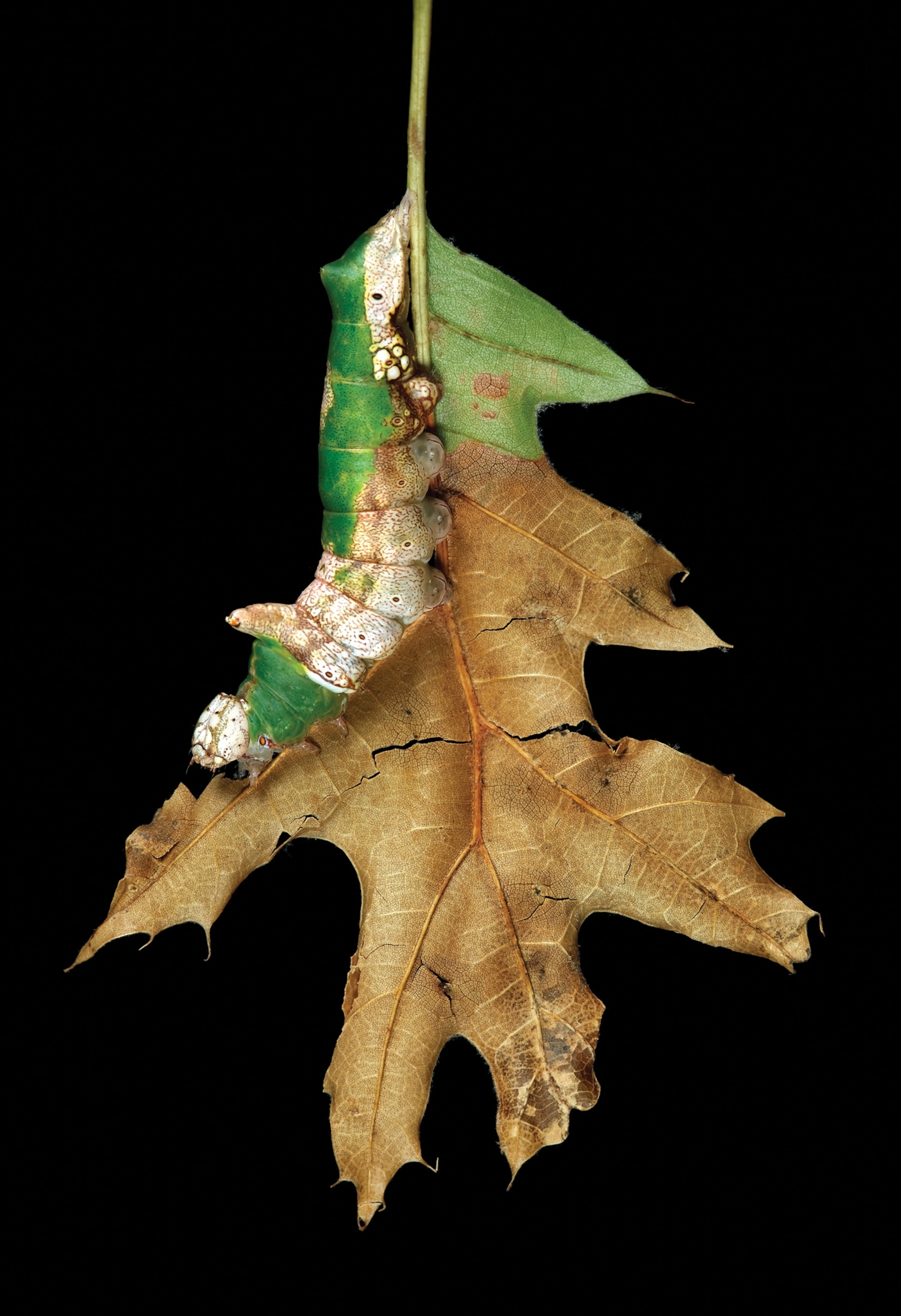 Caterpillar camouflages to blend in the partially eaten leaf.