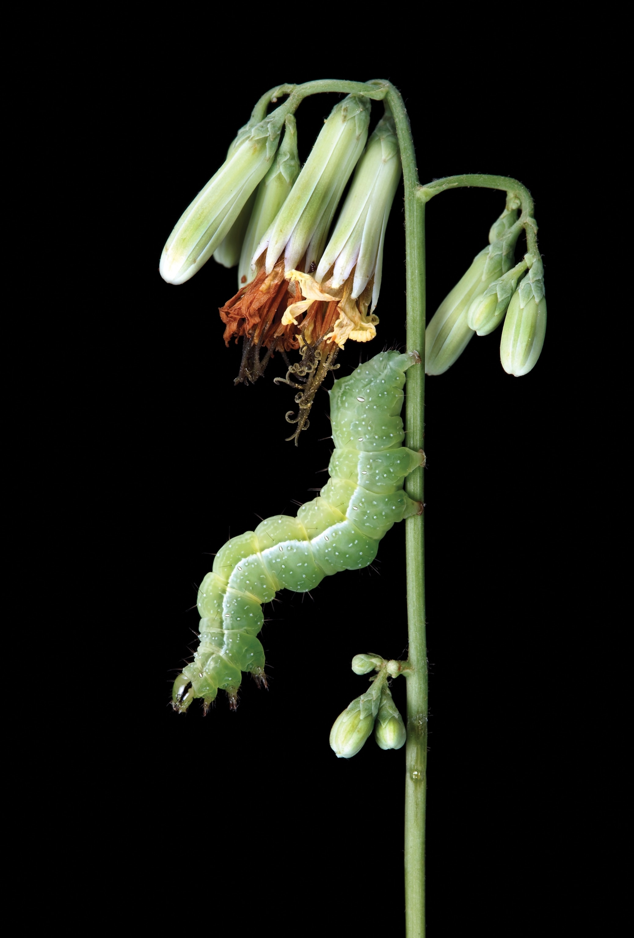 Green caterpillar hanging from green stem of faded flower.