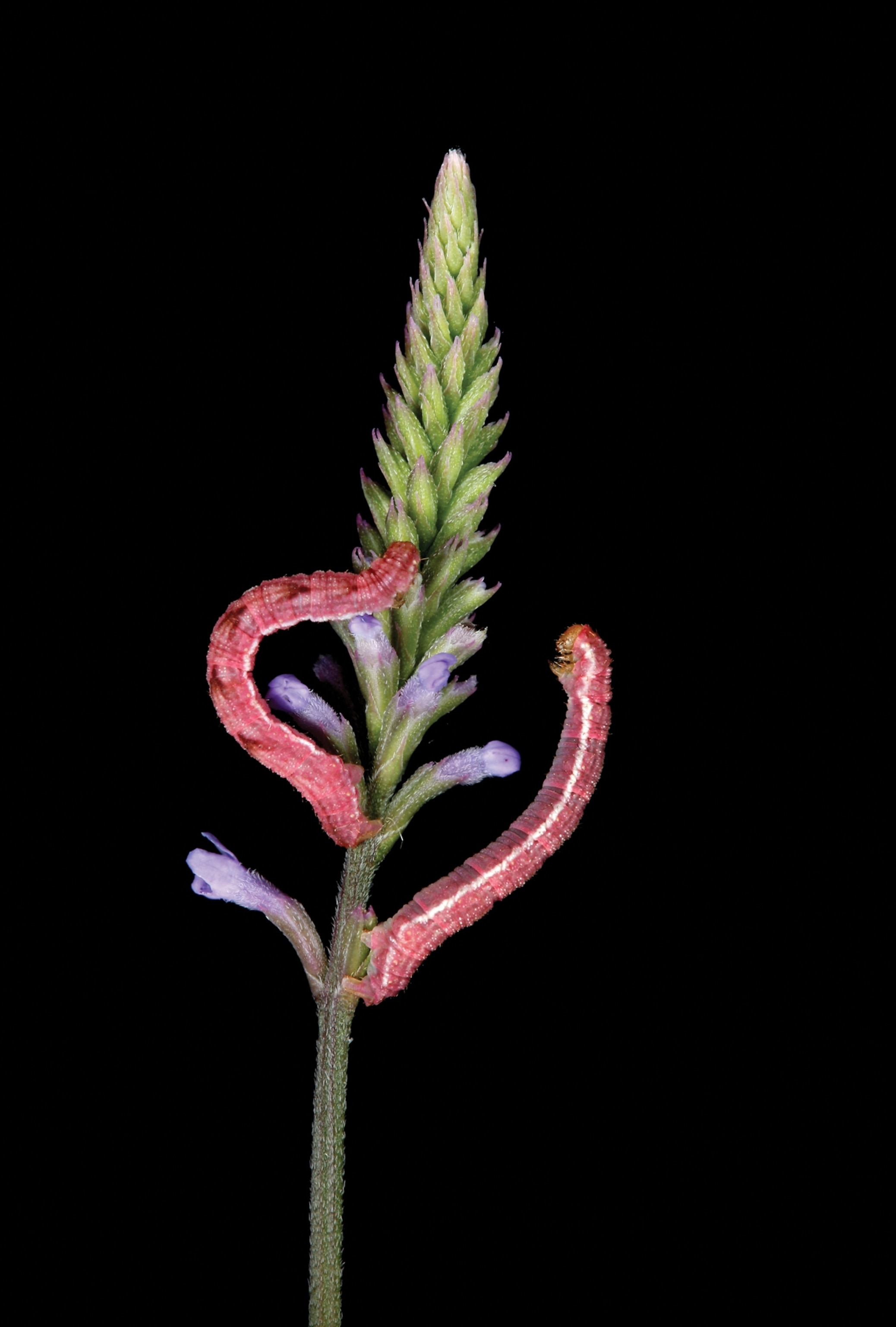 Two caterpillars resembling faded parts of the flower.